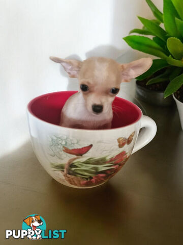 LAST ADORABLE TEACUP CHIHUAHUA BOY