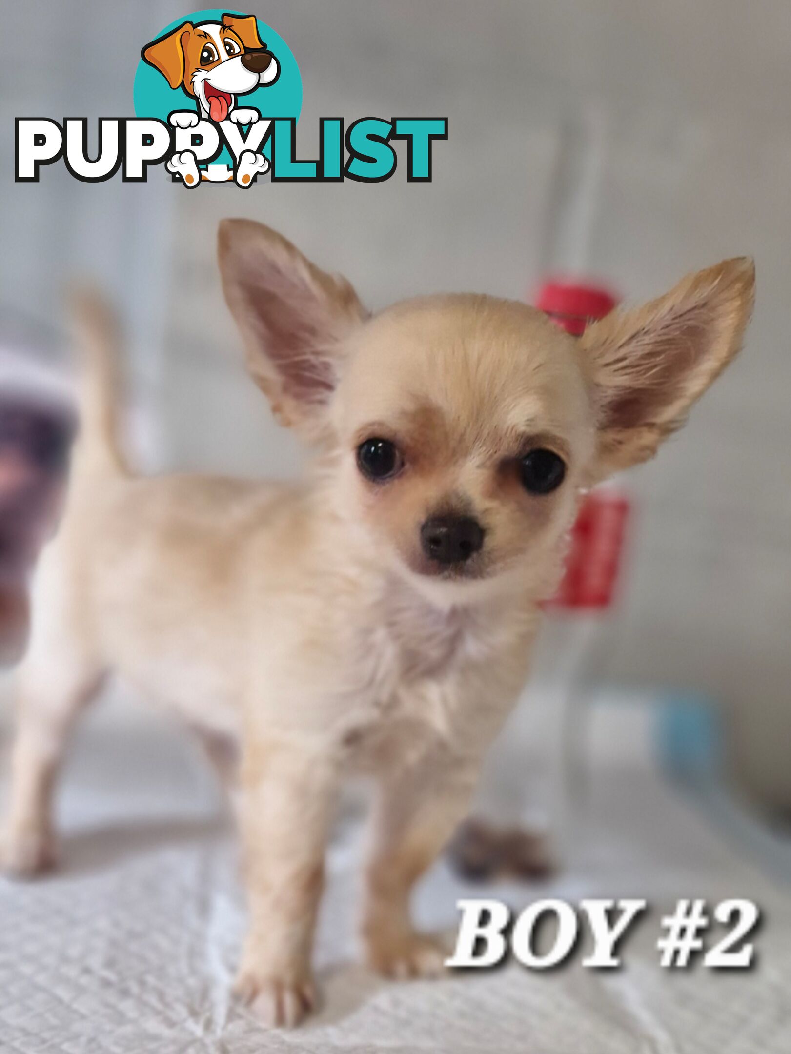 BEAUTIFUL LONGHAIR PUREBRED CHIHUAHUA PUPPIES 