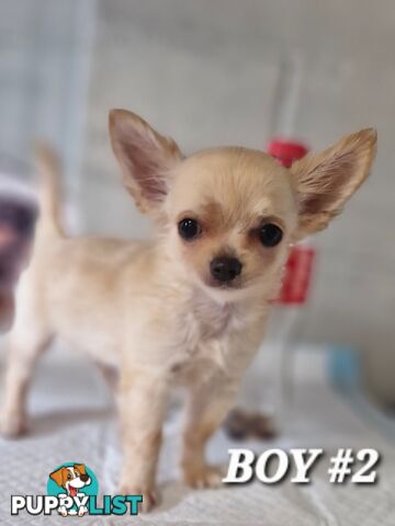 BEAUTIFUL LONGHAIR PUREBREDCHIHUAHUA PUPPIES 