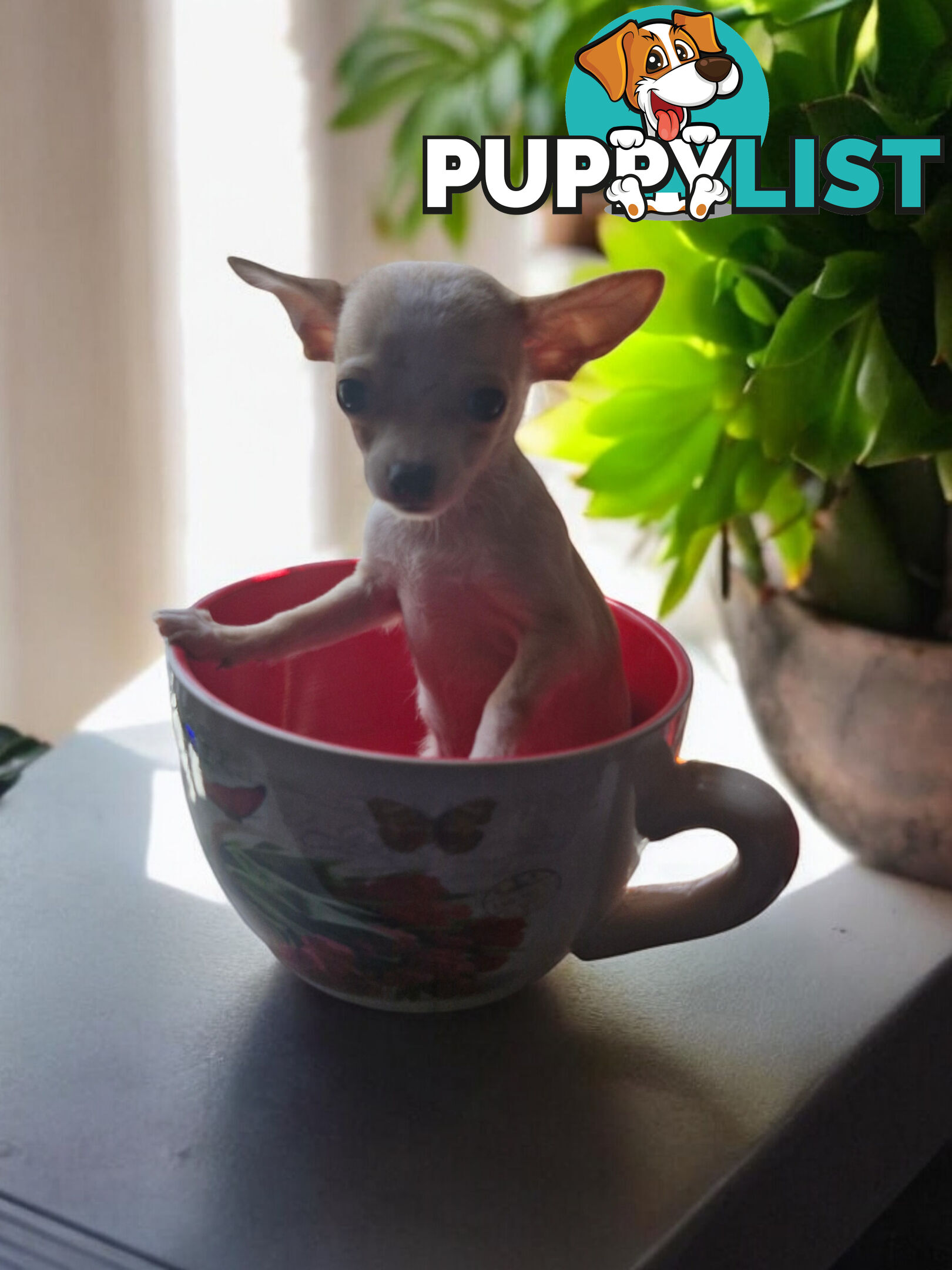 LAST ADORABLE TEACUP CHIHUAHUA BOY