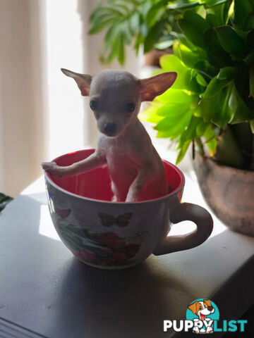 LAST ADORABLE TEACUP CHIHUAHUA BOY