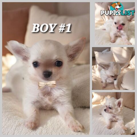BEAUTIFUL LONGHAIR PUREBREDCHIHUAHUA PUPPIES 