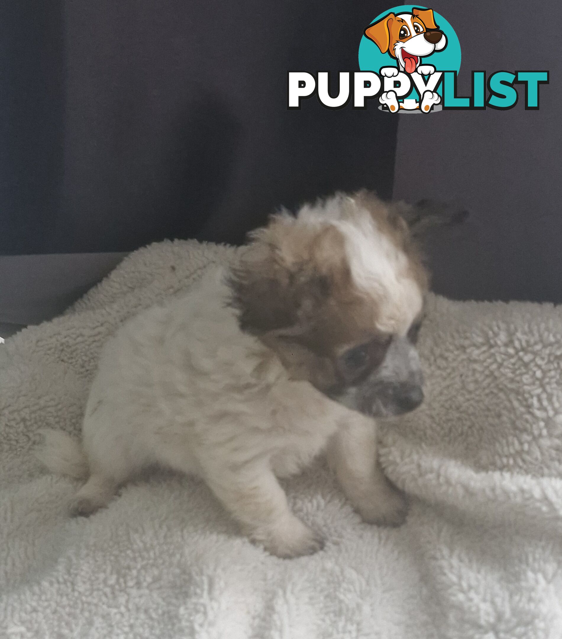ADORABLE PUREBRED LONGHAIR CHIHUAHUA PUPPIES COMING SOON!!!!