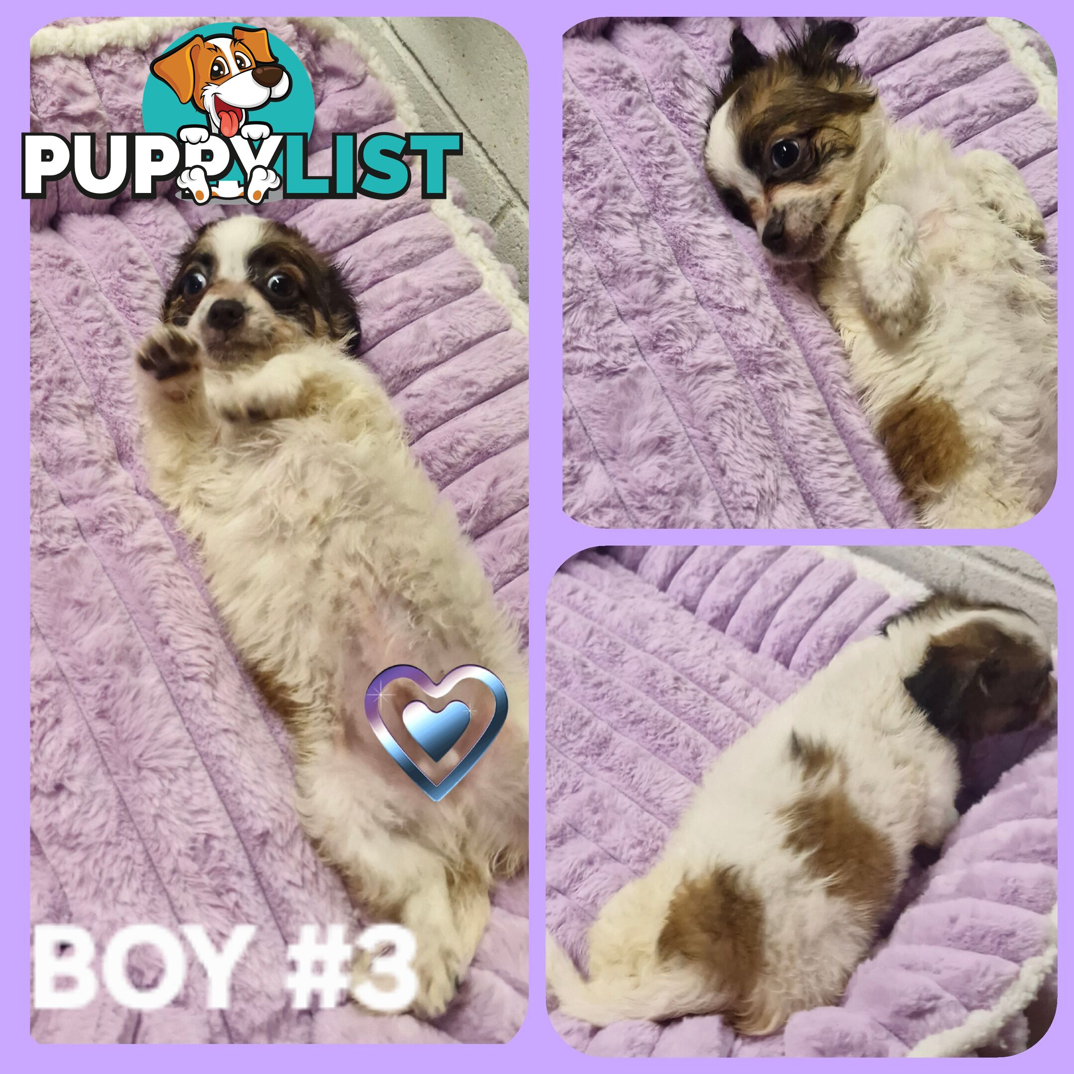 ADORABLE PUREBRED LONGHAIR CHIHUAHUA PUPPIES!