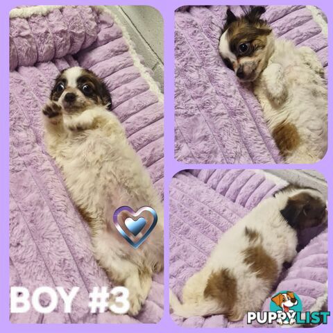 ADORABLE PUREBRED LONGHAIR CHIHUAHUA PUPPIES!
