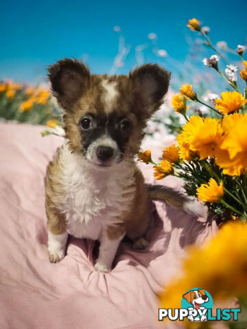 ADORABLE PUREBRED LONGHAIR CHIHUAHUA PUPPIES!