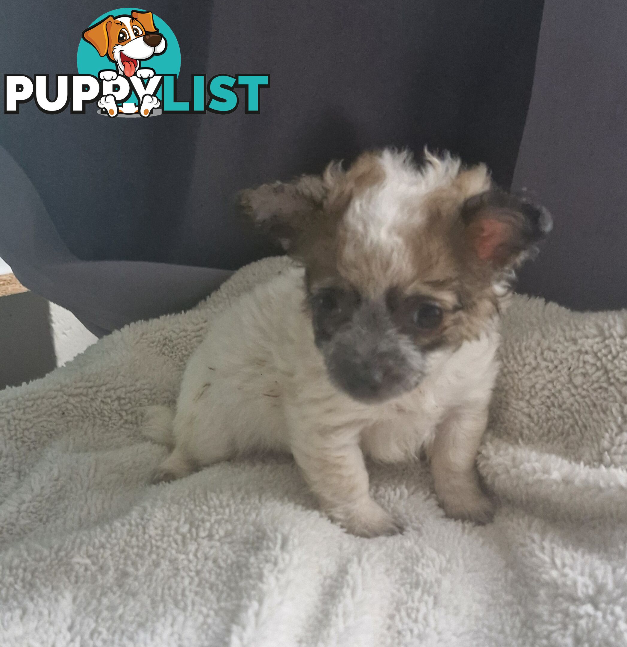 ADORABLE PUREBRED LONGHAIR CHIHUAHUA PUPPIES COMING SOON!!!!