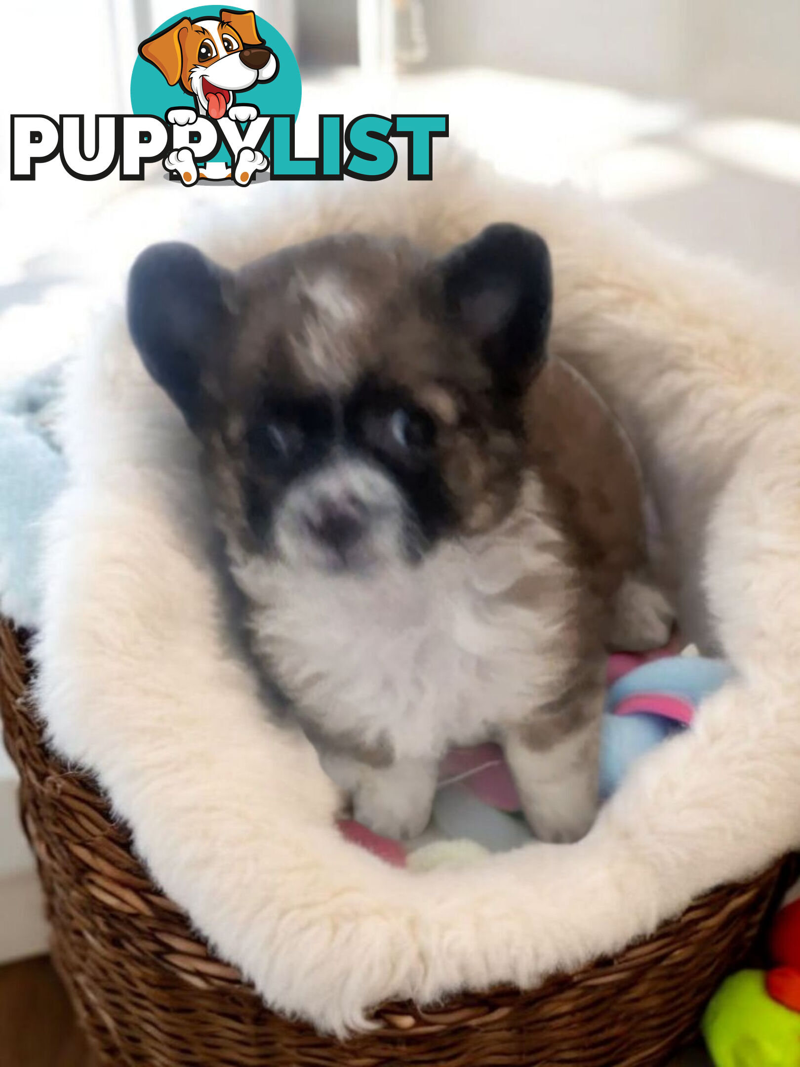 ADORABLE PUREBRED LONGHAIR CHIHUAHUA PUPPIES COMING SOON!!!!