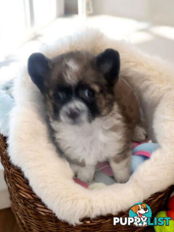ADORABLE PUREBRED LONGHAIR CHIHUAHUA PUPPIES COMING SOON!!!!