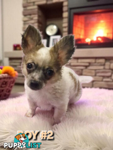 SUPER CUTE POMERANIAN X CHIHUAHUA PUPPIES 
