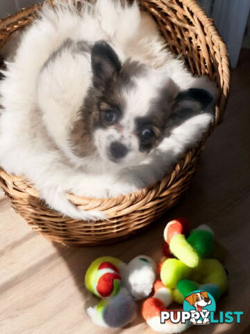 ADORABLE PUREBRED LONGHAIR CHIHUAHUA PUPPIES COMING SOON!!!!