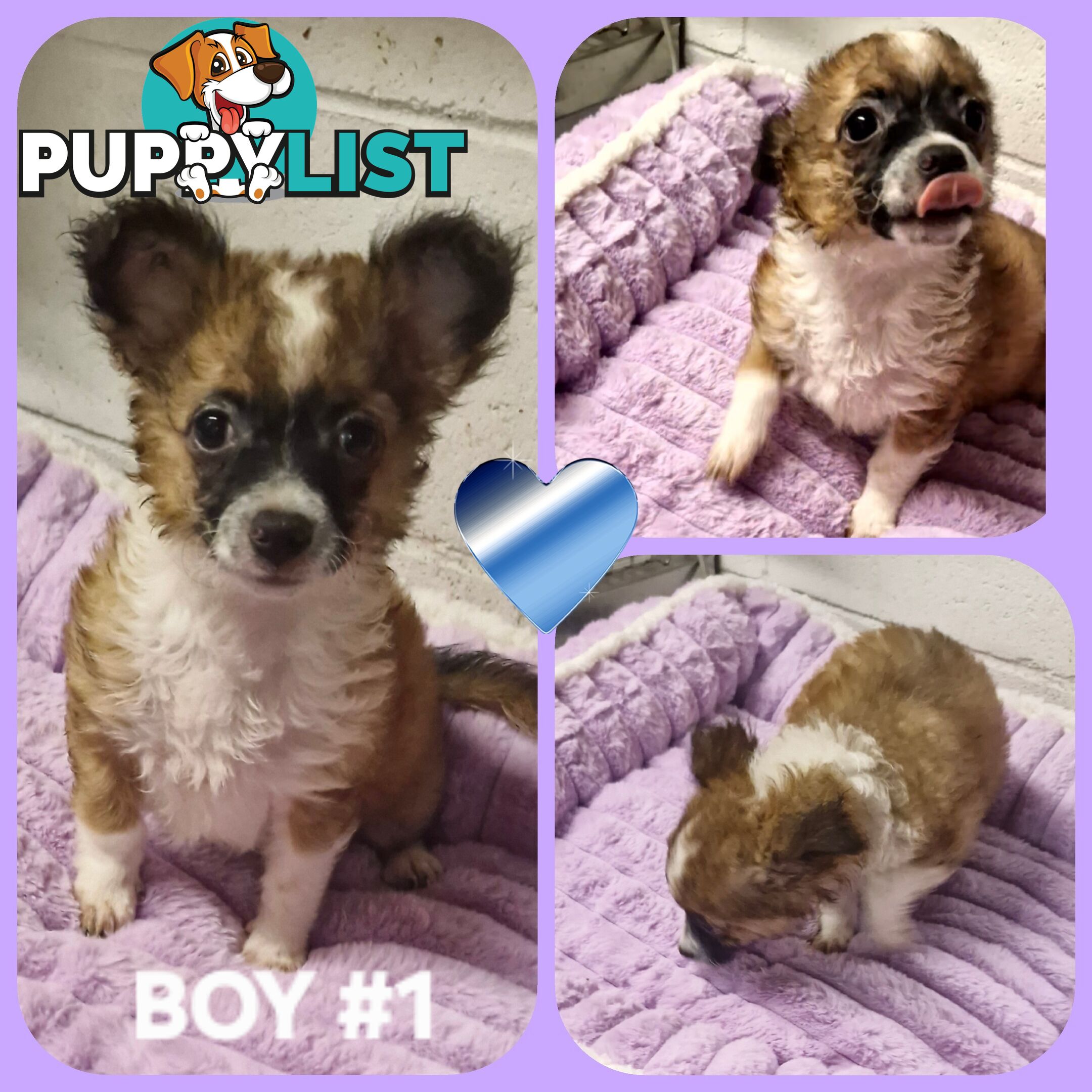 ADORABLE PUREBRED LONGHAIR CHIHUAHUA PUPPIES!