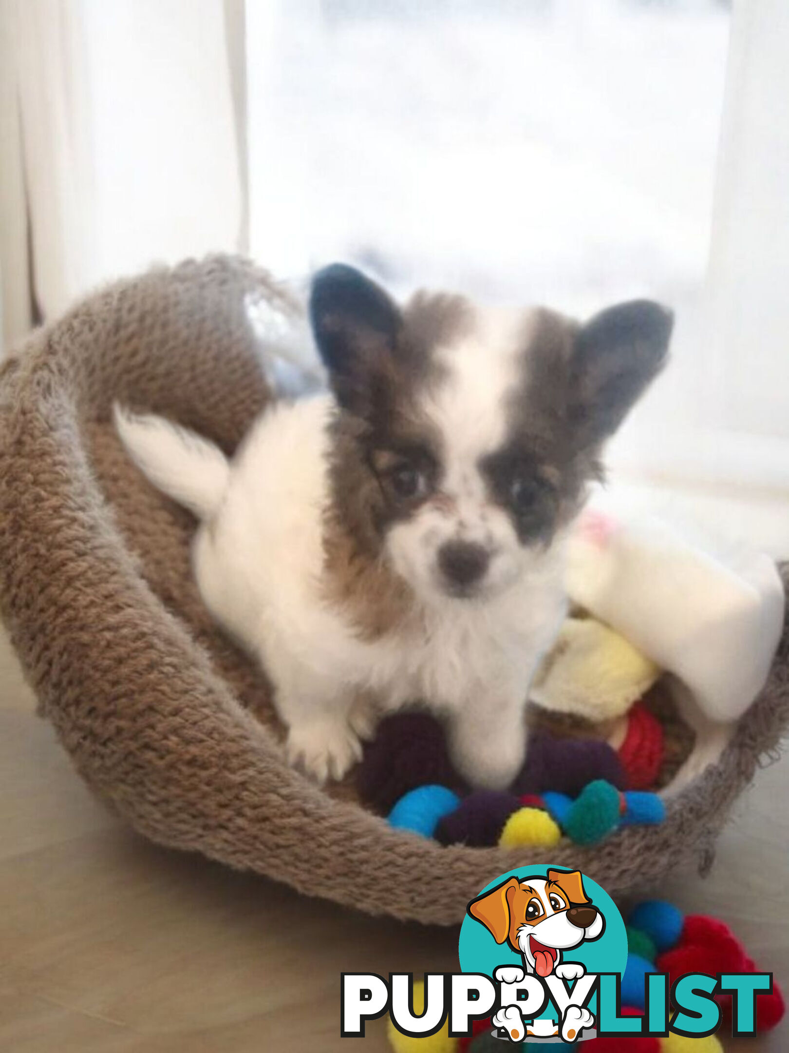 ADORABLE PUREBRED LONGHAIR CHIHUAHUA PUPPIES COMING SOON!!!!