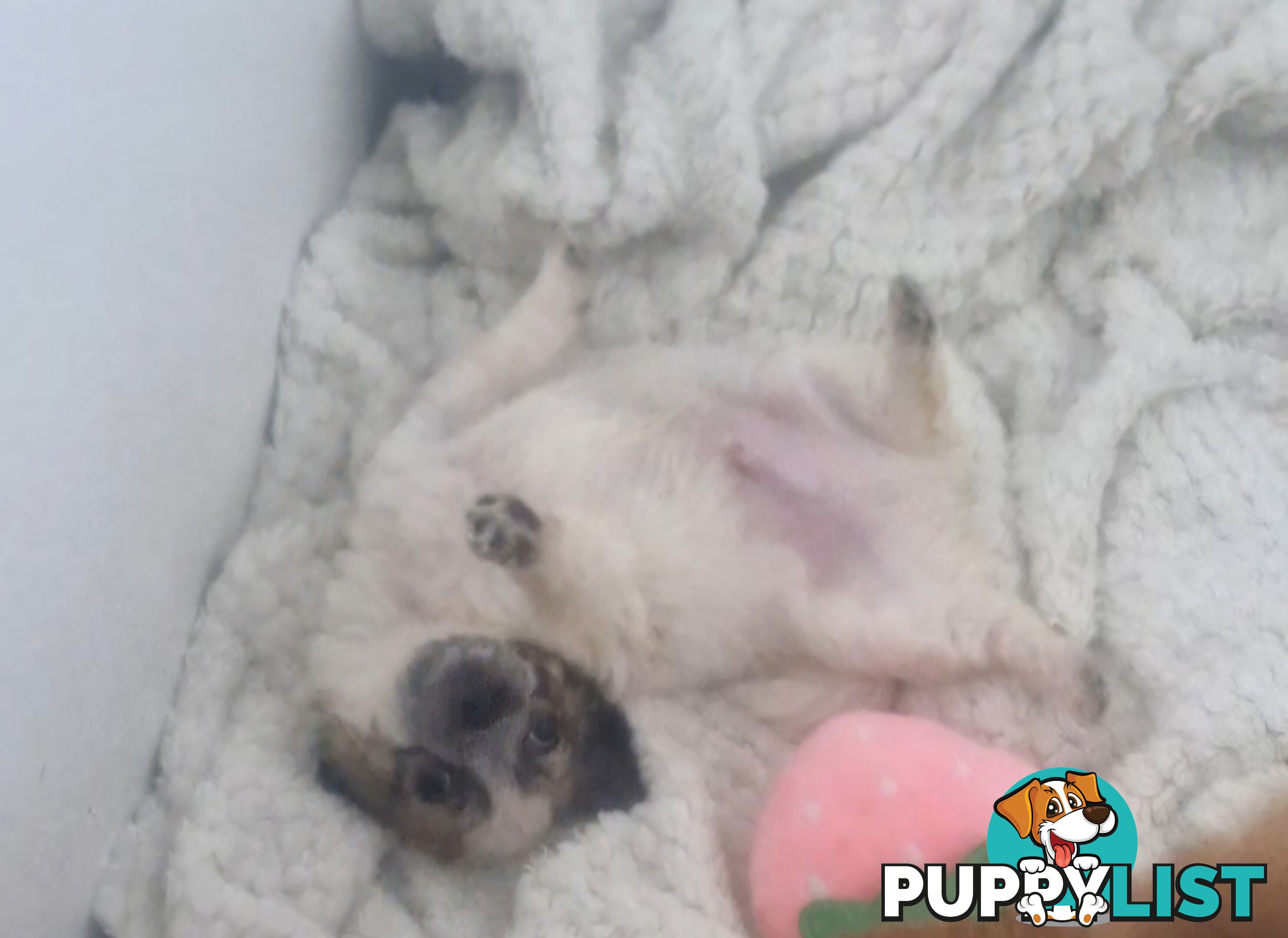 ADORABLE PUREBRED LONGHAIR CHIHUAHUA PUPPIES COMING SOON!!!!