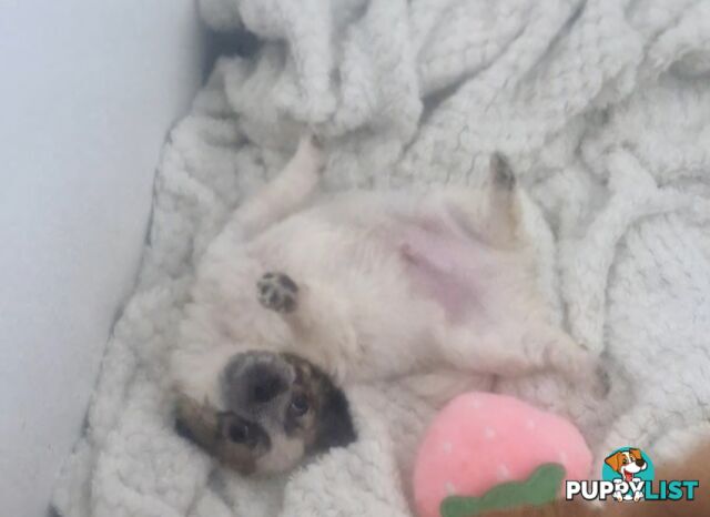 ADORABLE PUREBRED LONGHAIR CHIHUAHUA PUPPIES COMING SOON!!!!