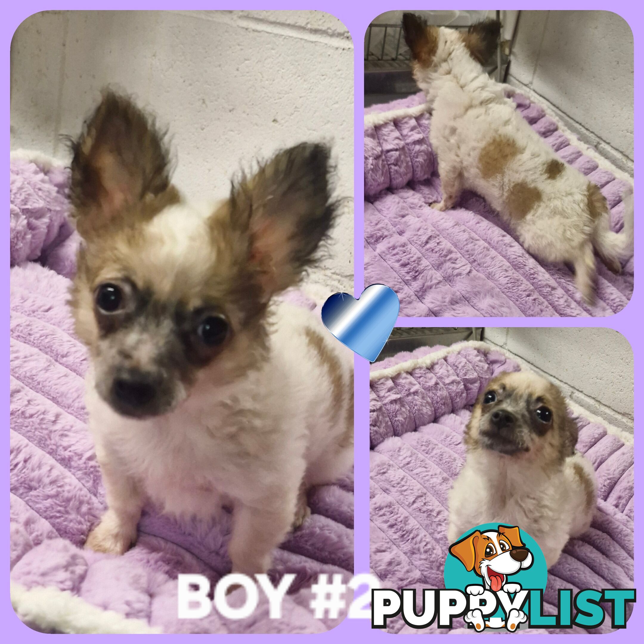 ADORABLE PUREBRED LONGHAIR CHIHUAHUA PUPPIES!