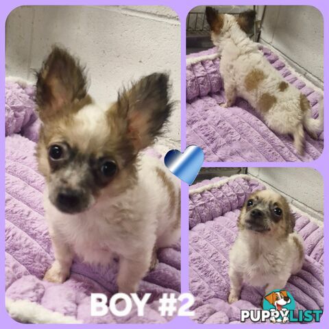 ADORABLE PUREBRED LONGHAIR CHIHUAHUA PUPPIES!