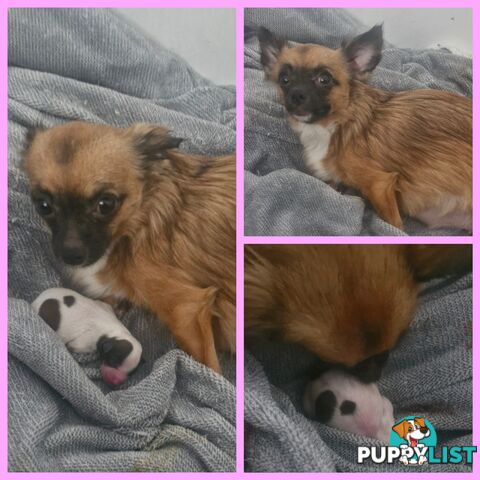 ADORABLE PUREBRED LONGHAIR CHIHUAHUA PUPPIES COMING SOON!!!!