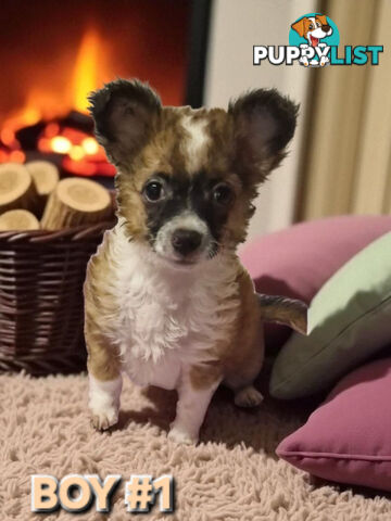 SUPER CUTE POMERANIAN X CHIHUAHUA PUPPIES 