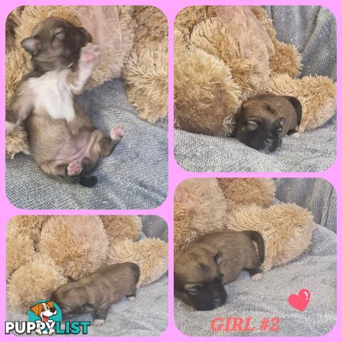 ADORABLE PUREBRED LONGHAIR CHIHUAHUA PUPPIES COMING SOON!!!!