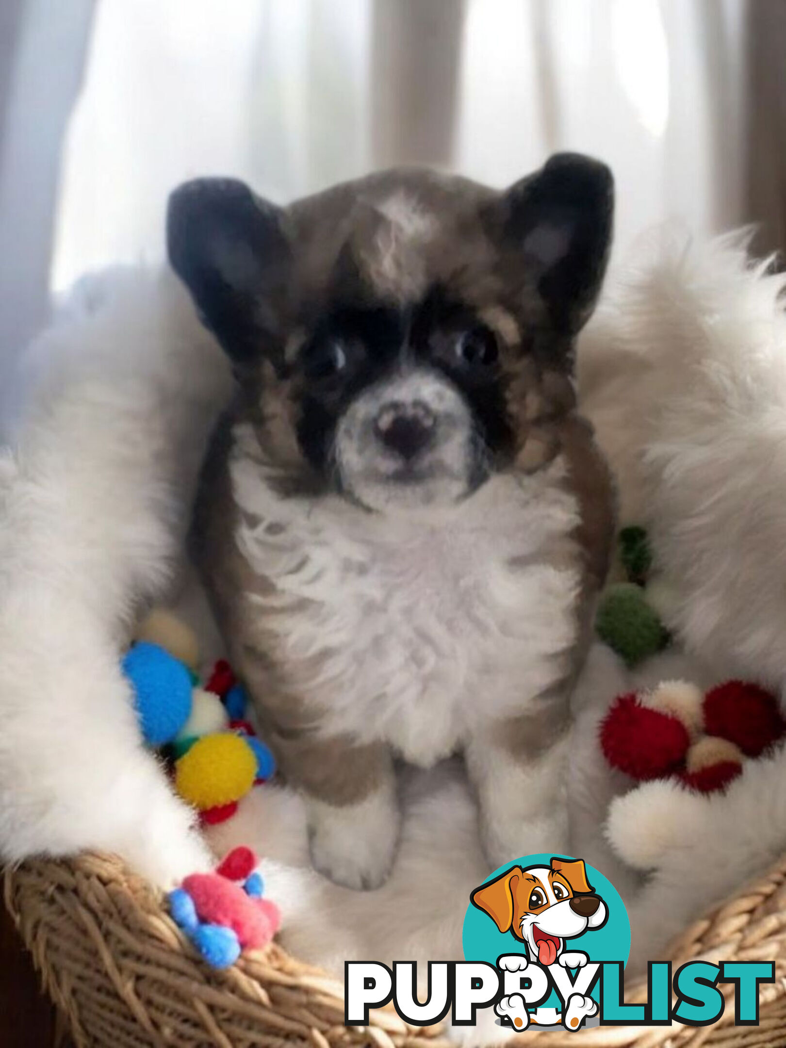 ADORABLE PUREBRED LONGHAIR CHIHUAHUA PUPPIES COMING SOON!!!!