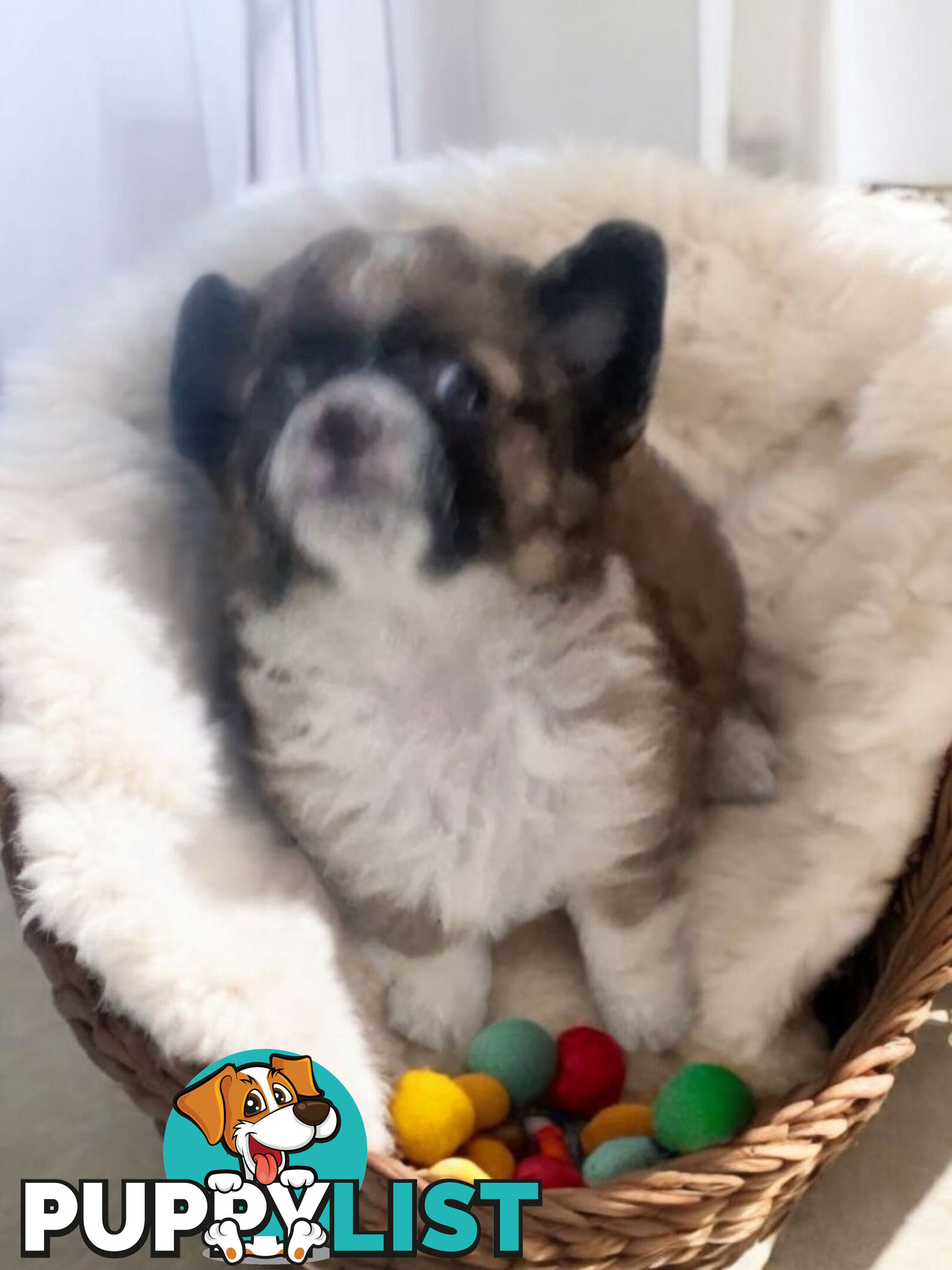 ADORABLE PUREBRED LONGHAIR CHIHUAHUA PUPPIES COMING SOON!!!!