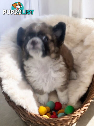 ADORABLE PUREBRED LONGHAIR CHIHUAHUA PUPPIES COMING SOON!!!!