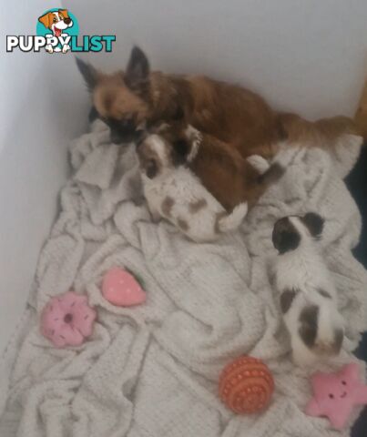 ADORABLE PUREBRED LONGHAIR CHIHUAHUA PUPPIES COMING SOON!!!!
