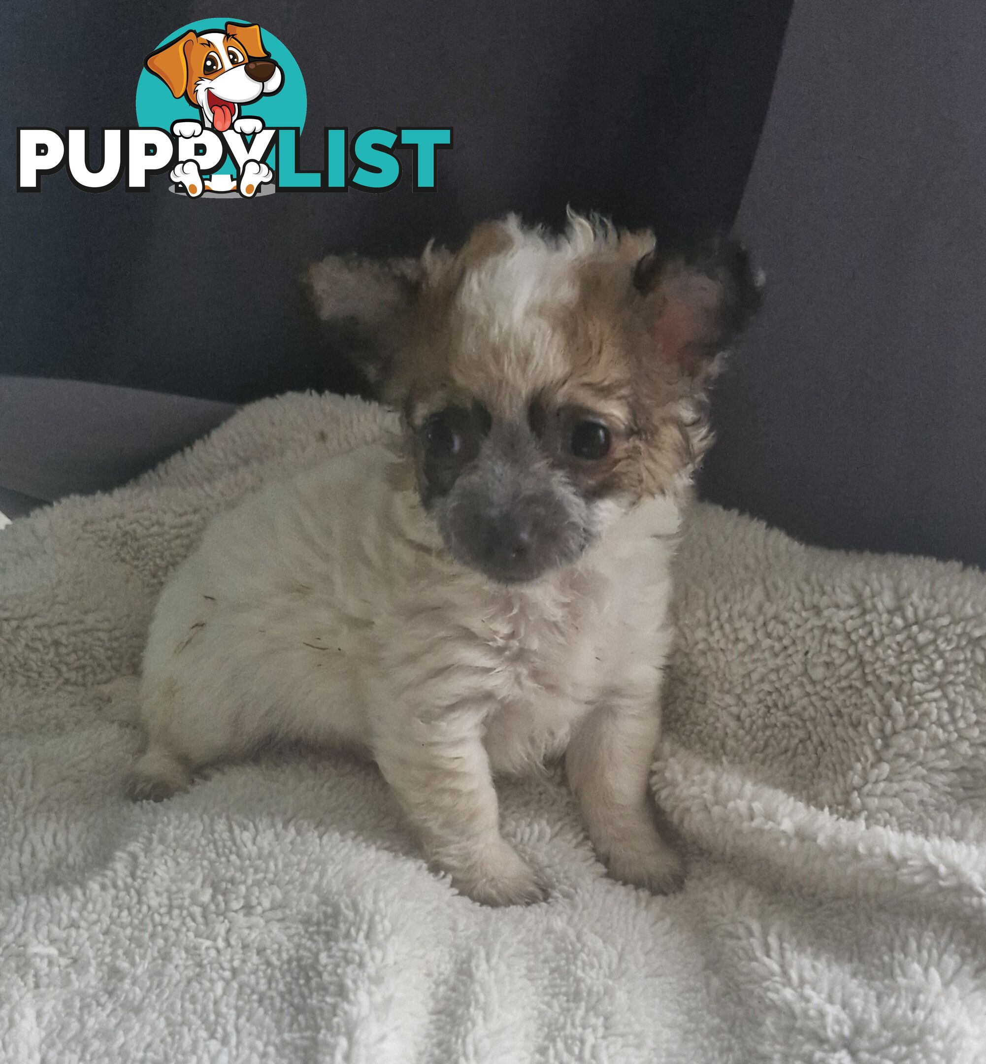 ADORABLE PUREBRED LONGHAIR CHIHUAHUA PUPPIES COMING SOON!!!!