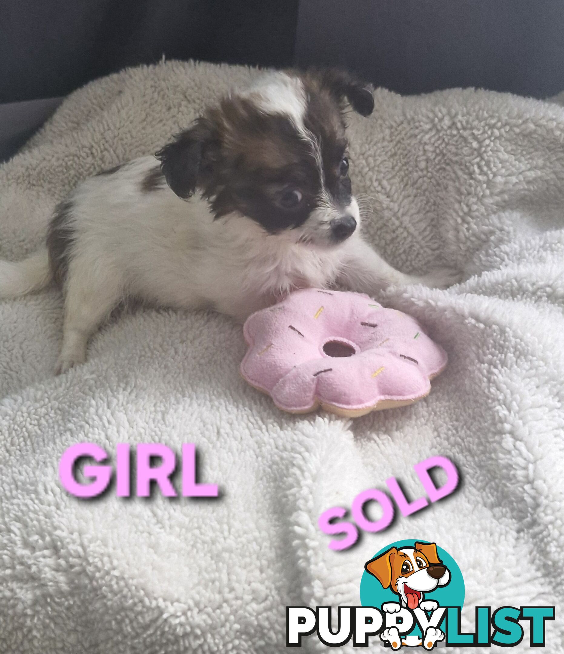 ADORABLE PUREBRED LONGHAIR CHIHUAHUA PUPPIES COMING SOON!!!!