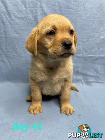 STUNNING NEW FOX RED  PUREBRED GOLDEN LABRADOR PUPPIES 