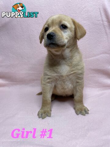 STUNNING NEW FOX RED  PUREBRED GOLDEN LABRADOR PUPPIES 