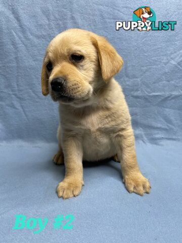 STUNNING NEW FOX RED  PUREBRED GOLDEN LABRADOR PUPPIES 