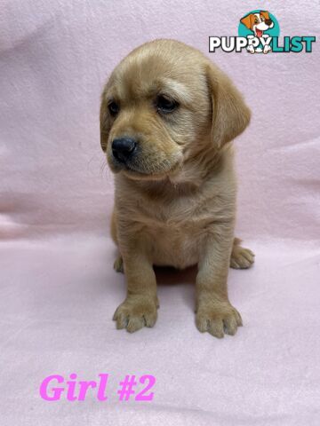 STUNNING NEW FOX RED  PUREBRED GOLDEN LABRADOR PUPPIES 