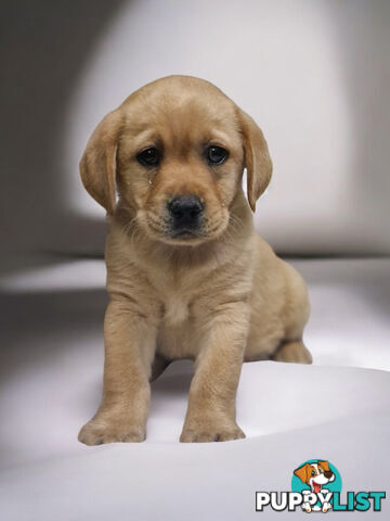 LAST RARE FOX RED LABRADOR PUPPY