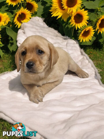 LAST RARE FOX RED LABRADOR PUPPY