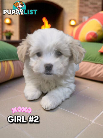 ADORABLE FLUFFY MALTESE X SHIHTZU PUPPIES 