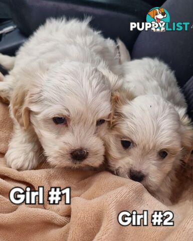 ADORABLE FLUFFY MALTESE X SHIHTZU PUPPIES 