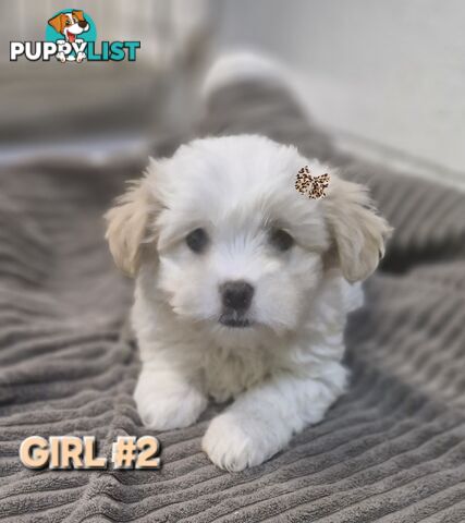ADORABE  MALTESE X SHIHTZU GIRLS 