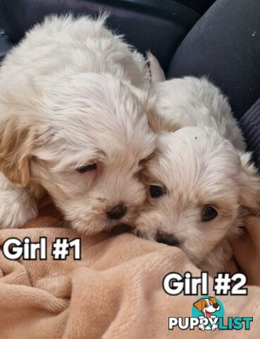 ADORABLE FLUFFY MALTESE X SHIHTZU PUPPIES 