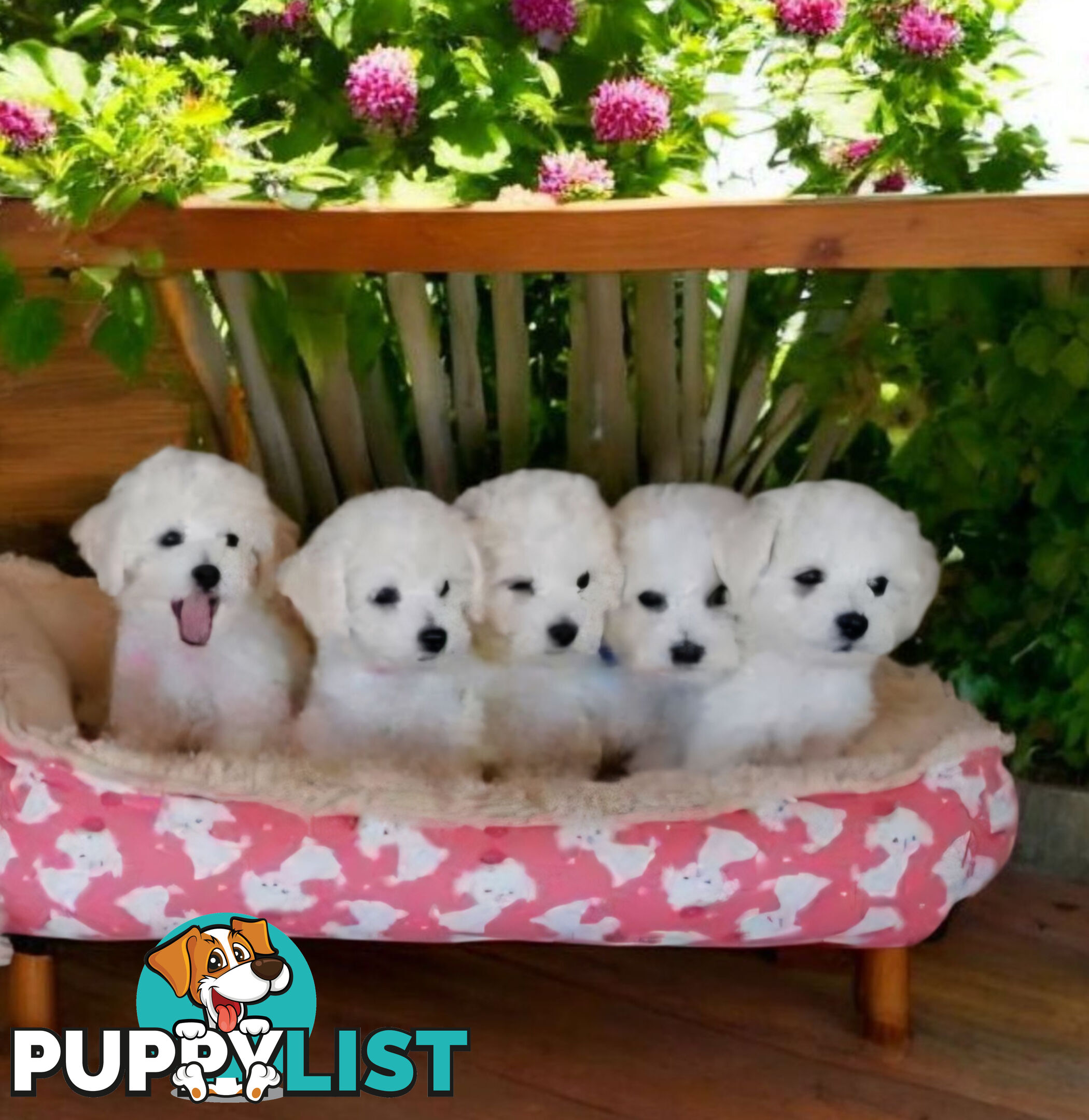 ADORABLE FLUFFY MALTESE X SHIHTZU PUPPIES 