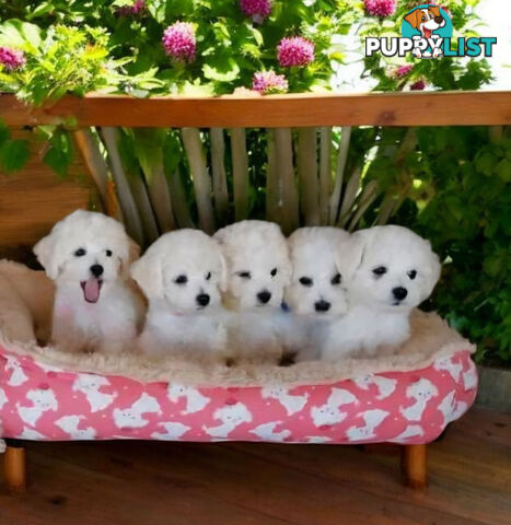 ADORABLE FLUFFY MALTESE X SHIHTZU PUPPIES 