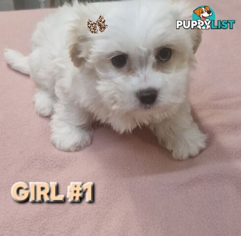 ADORABE  MALTESE X SHIHTZU GIRLS 