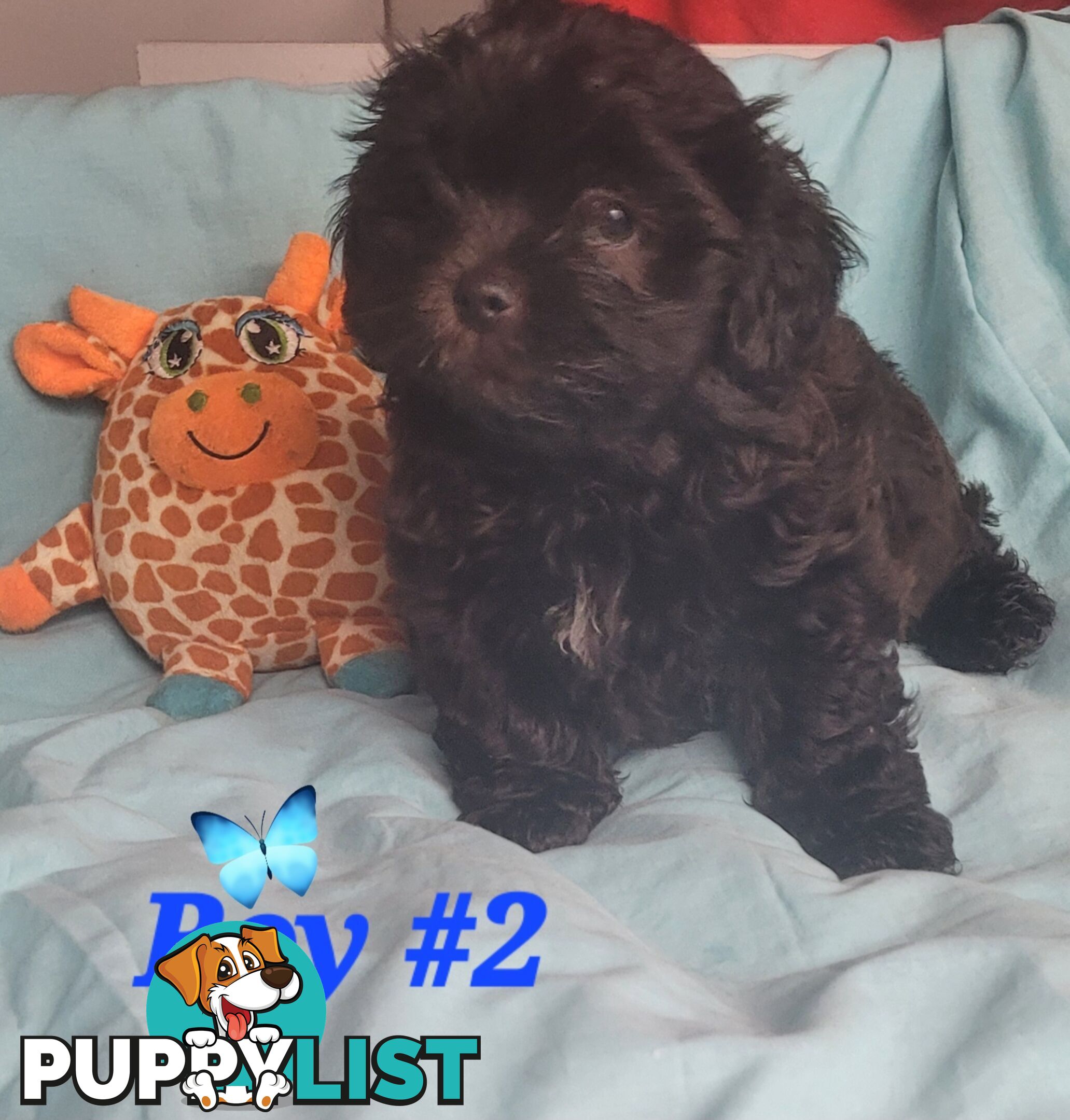 ADORABLE FLUFFY MALTESE X SHIHTZU PUPPIES 