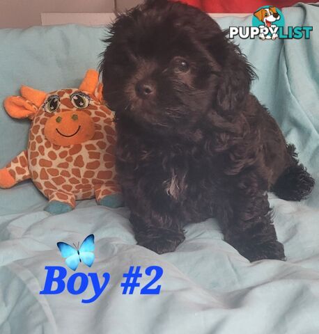 ADORABLE FLUFFY MALTESE X SHIHTZU PUPPIES 
