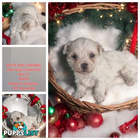 PUPPIES AND KITTENS COMING SOON...IN TIME FOR XMAS