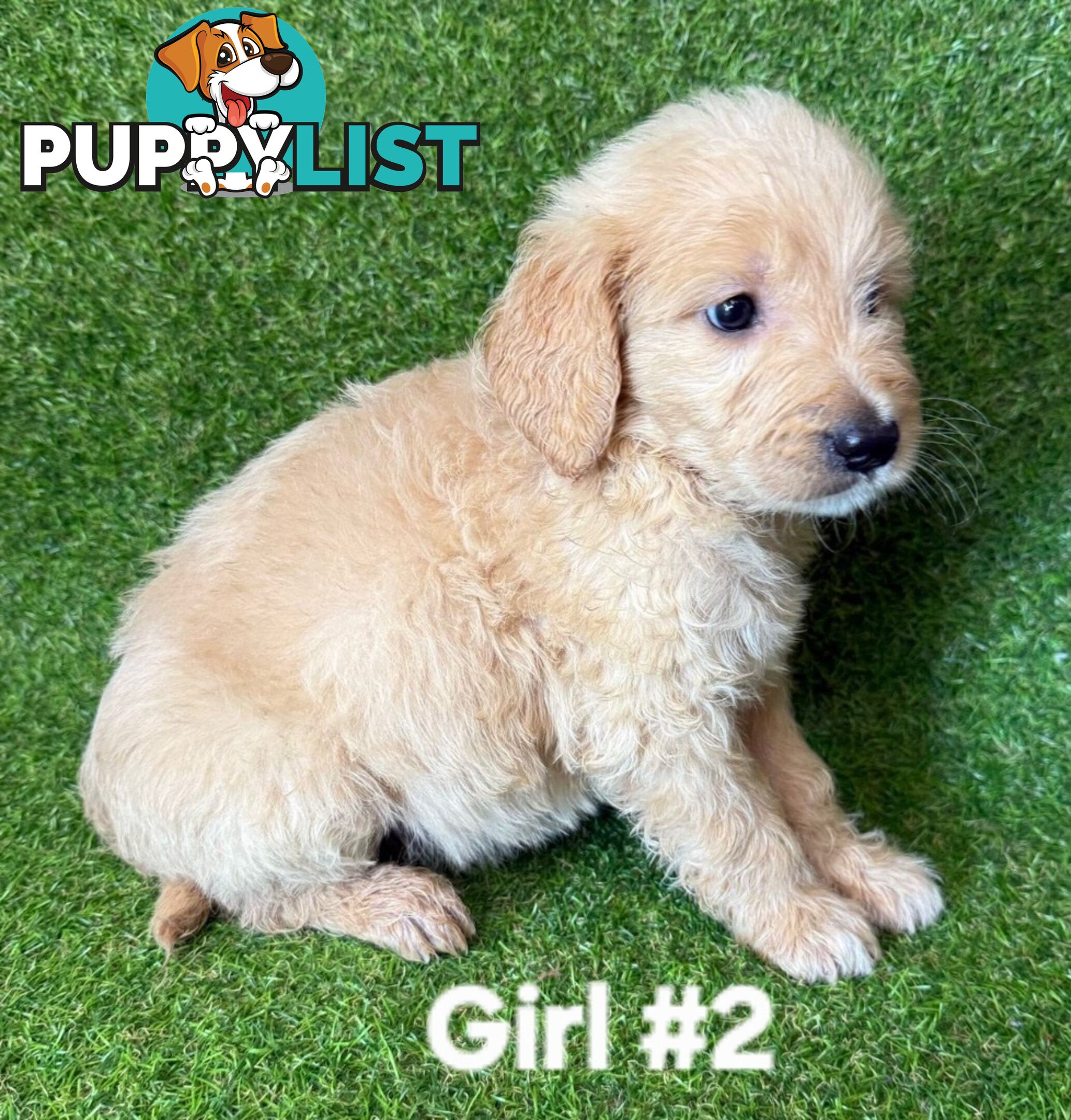 BEAUTIFUL GOLDEN GROODLE PUPPIES