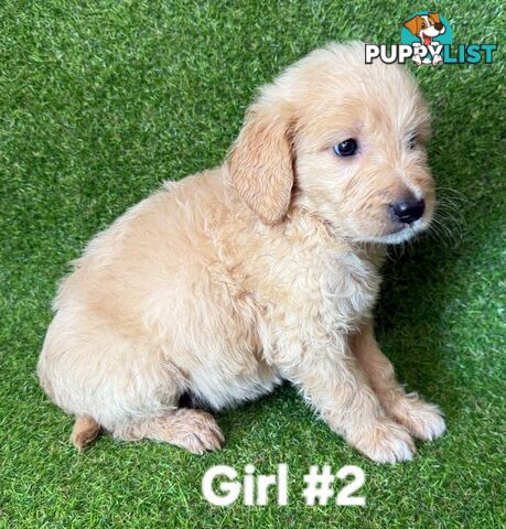 BEAUTIFUL GOLDEN GROODLE PUPPIES