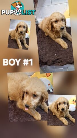 BEAUTIFUL GOLDEN GROODLE PUPPIES