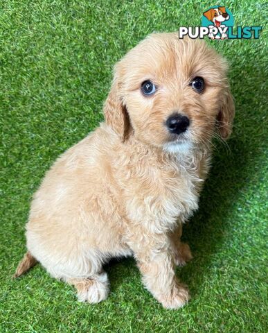 BEAUTIFUL GOLDEN GROODLE PUPPIES